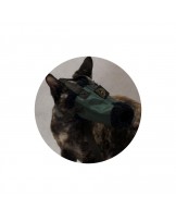 A cat muzzle